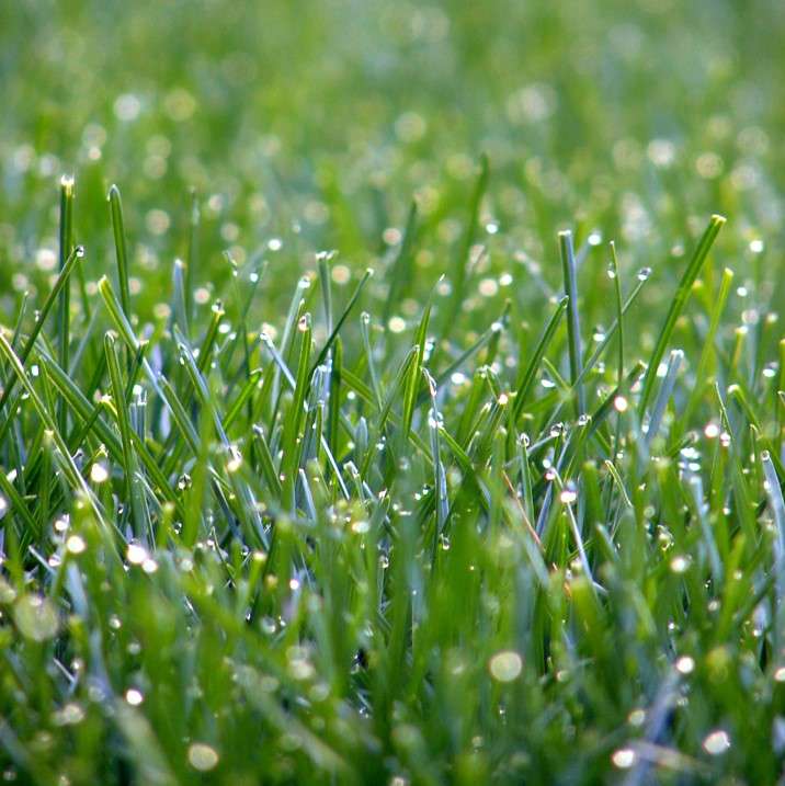 Lawn with dew 