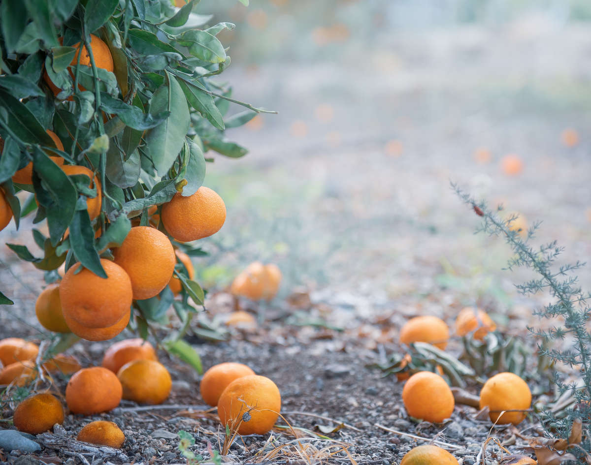 Ripe Tangerines on the Ground Under Tree