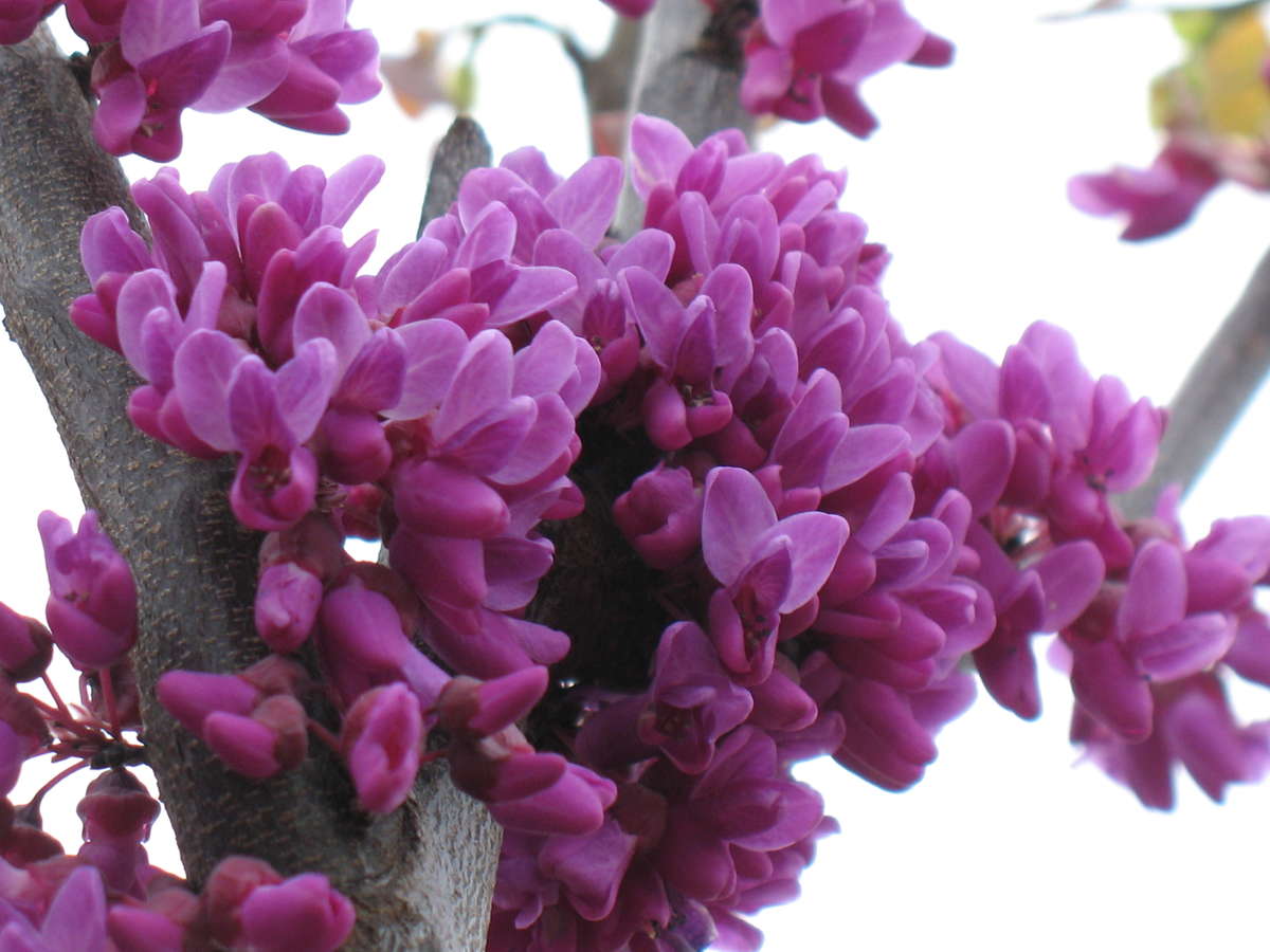 Close up of Oklahoma Redbud flowers