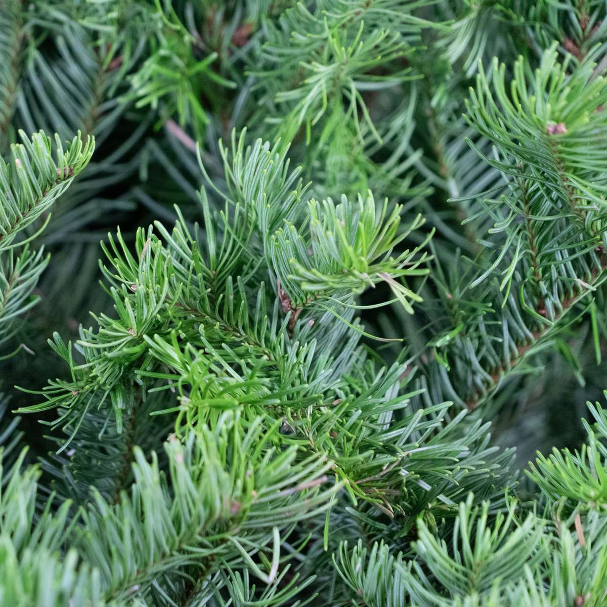 Noble Fir