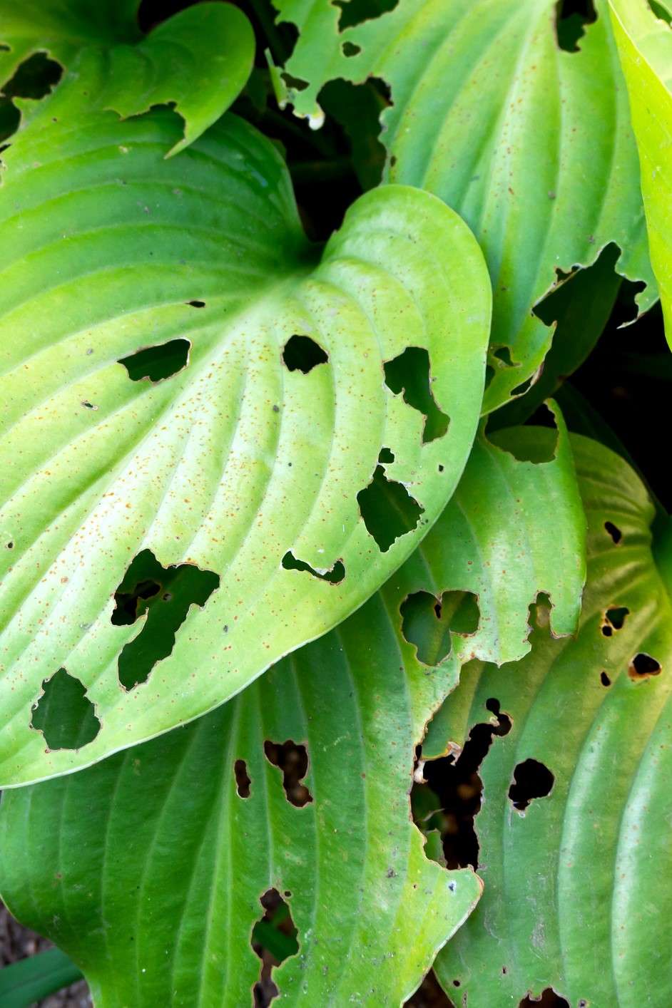 Hosta Eaten by Slugs