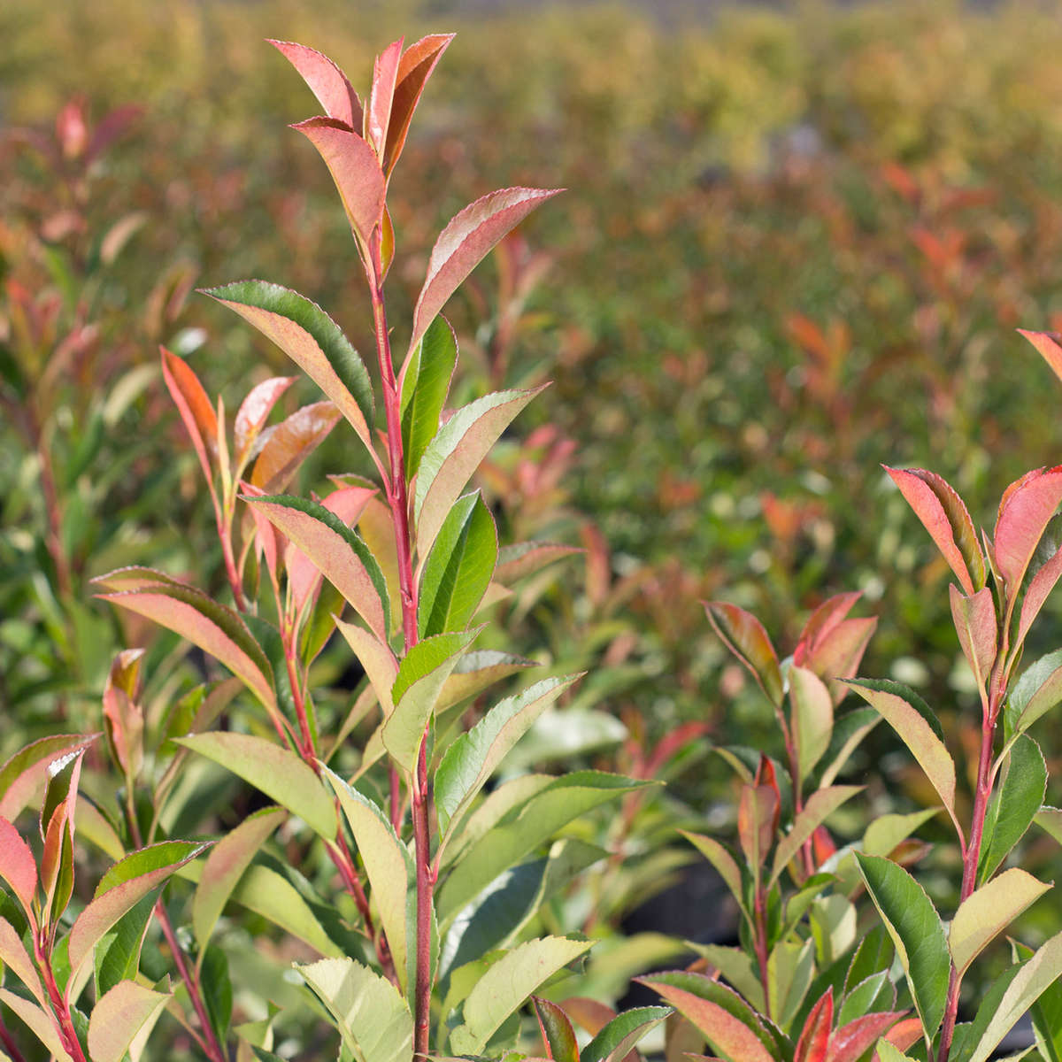 New growth on Red Tip Photinia