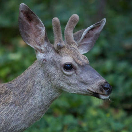 image of deer image of deer