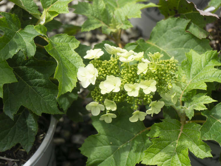 Oakleaf Hydrangea