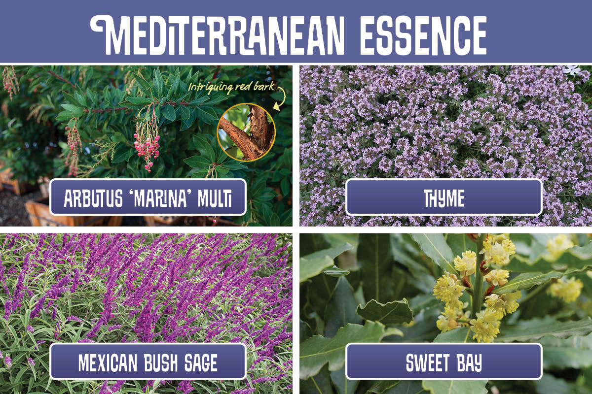 Mediterranean Essence graphic