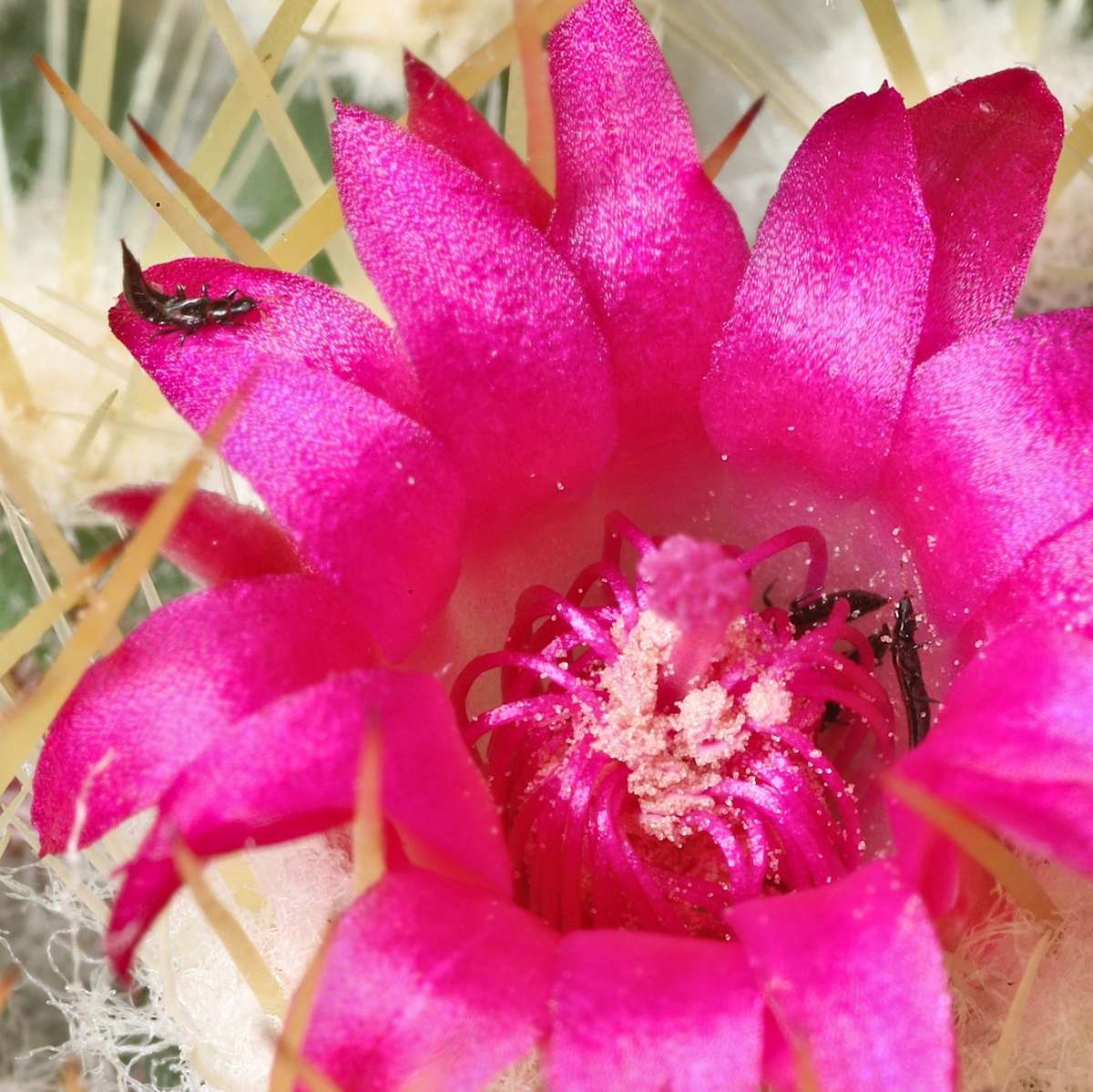 Thrips on cactus flower