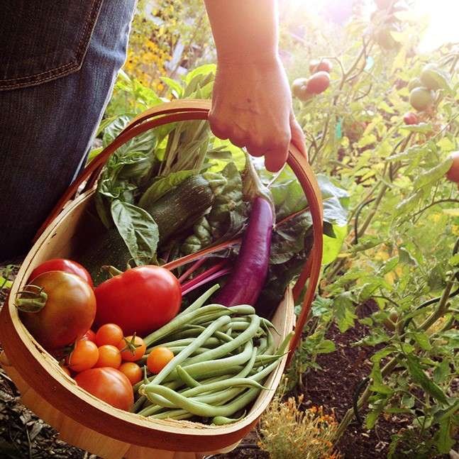 Woman carrying basket of freshly-picked veggies