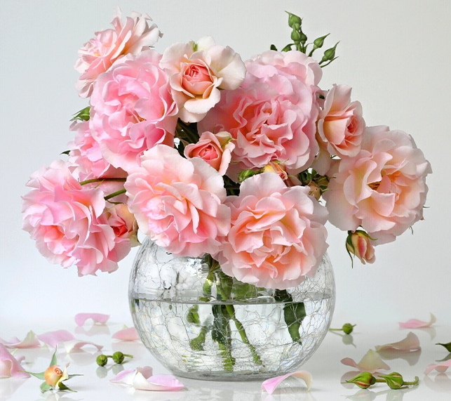 Cut Roses in Vase