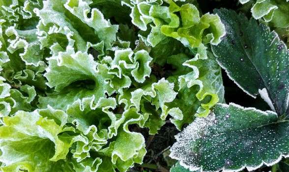 Closeup of frost on plants