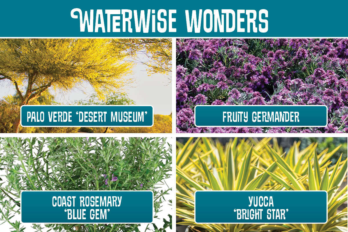 Waterwise Wonders planting recipe