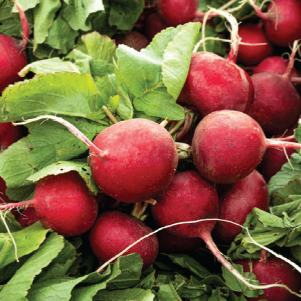 Fresh radishes