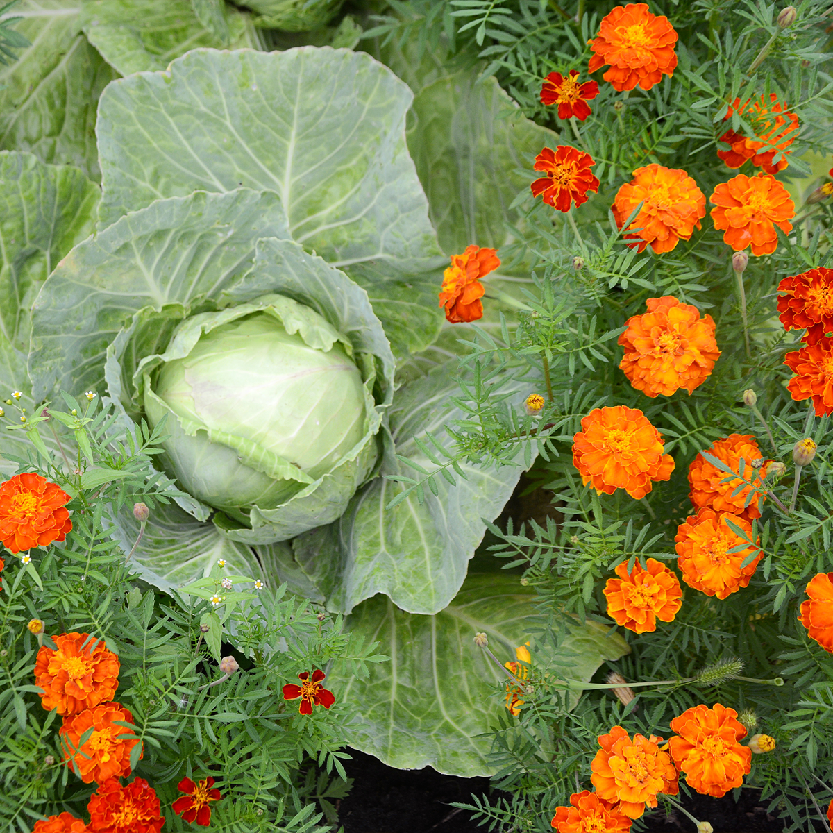 Marigolds growing next to cabbage