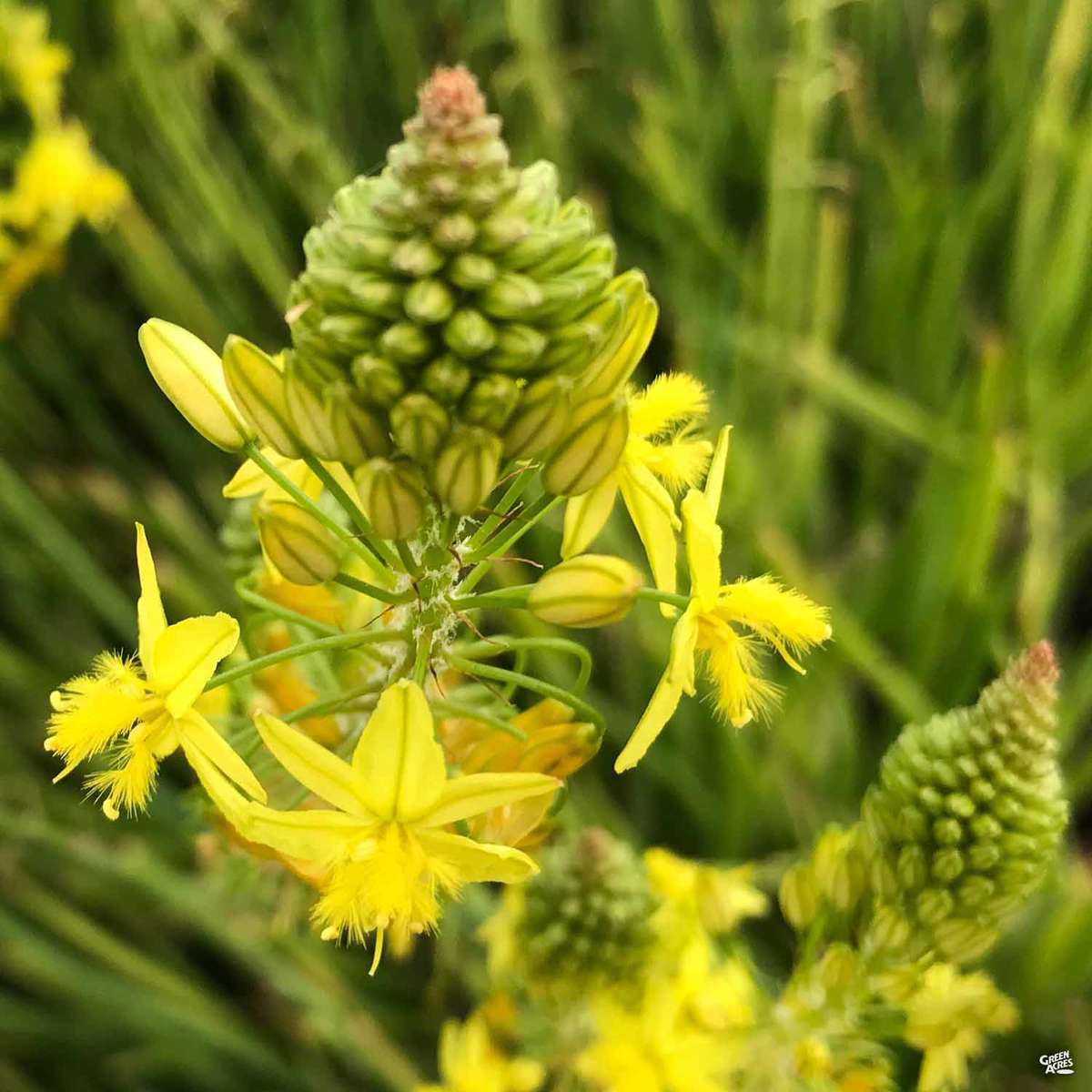 Snake Flower Yellow