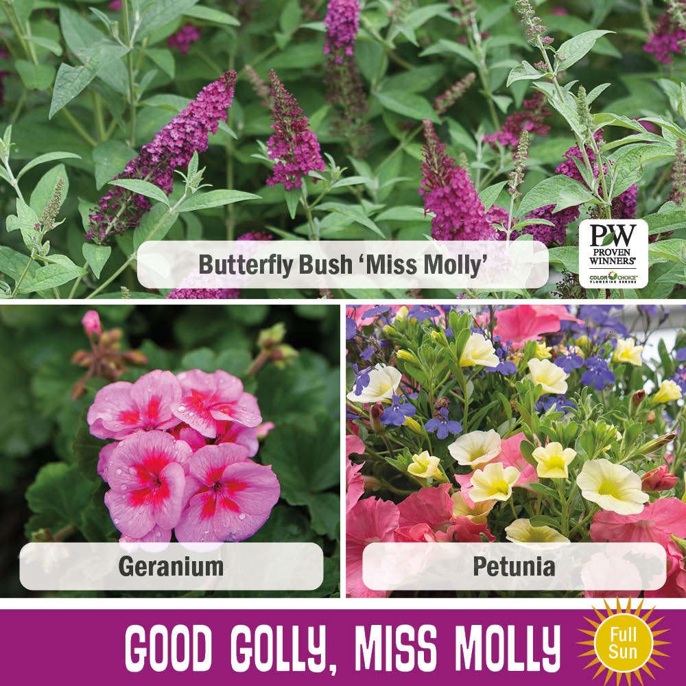 Image of Butterfly Bush Miss Molly, Geranium, and Petunia in the Good Golly, Miss Molly recipe
