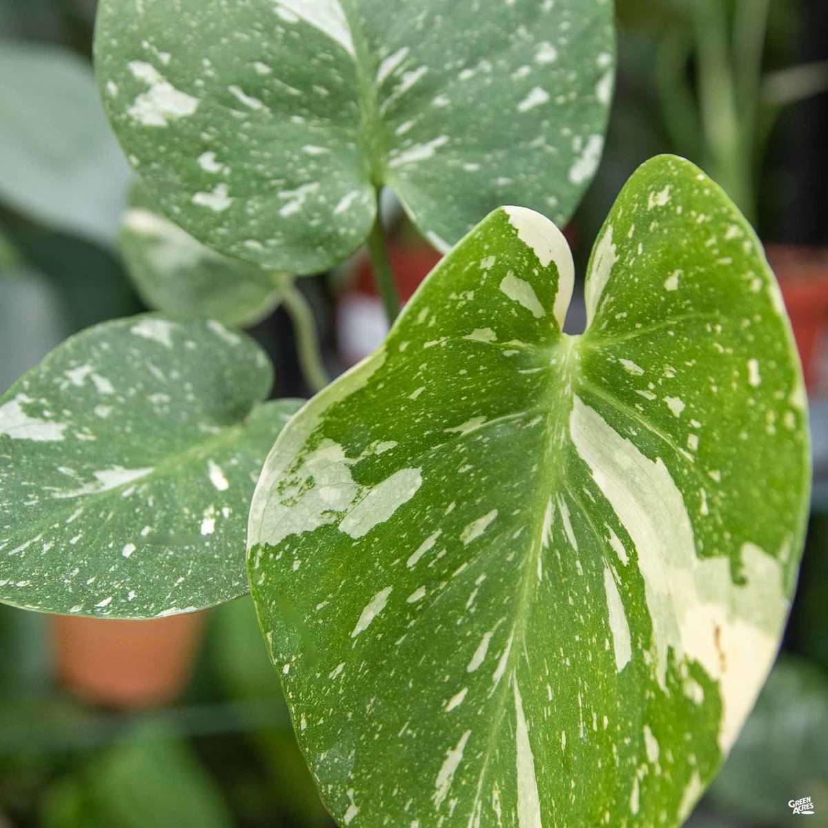 Philodendron Thai Constellation