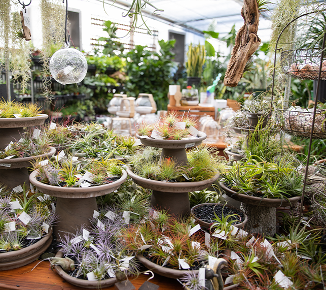 Air plant display at one of our locations