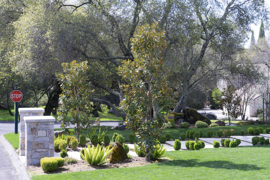 Trees In A Landscape