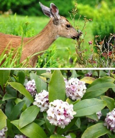 Plants that help deter deer