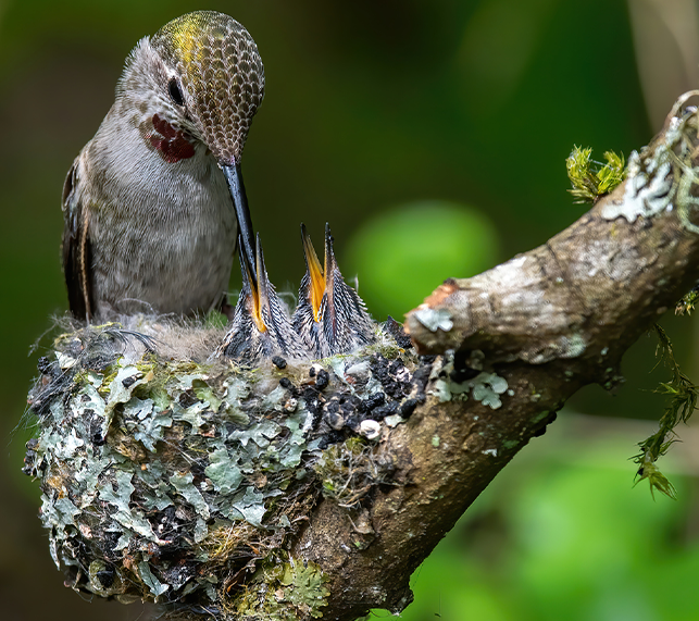 Hummingbird feeds offspring  in nest.