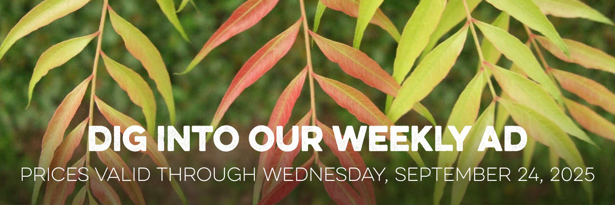Banner with Houseplants . Text reads "Dig Into Our Weekly Ad, with valid prices through Wednesday, July 9, 2025