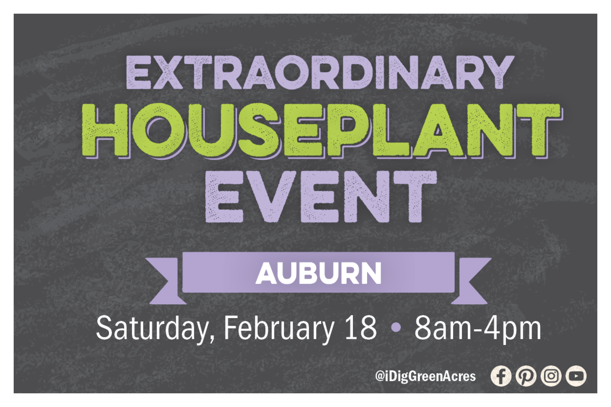 Extraordinary Houseplant Event at Auburn. Saturday, February 18 from 8am to 4pm.