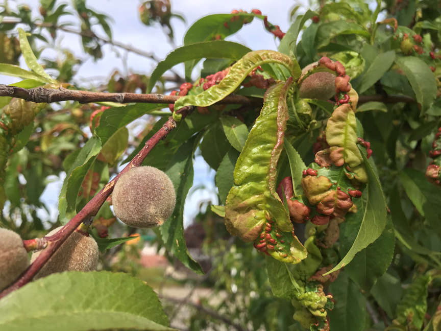 Peach lLeaf Curl on fruit tree