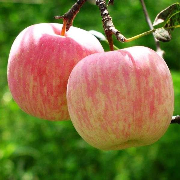 Fuji Apple — Roots to Fruits Nursery