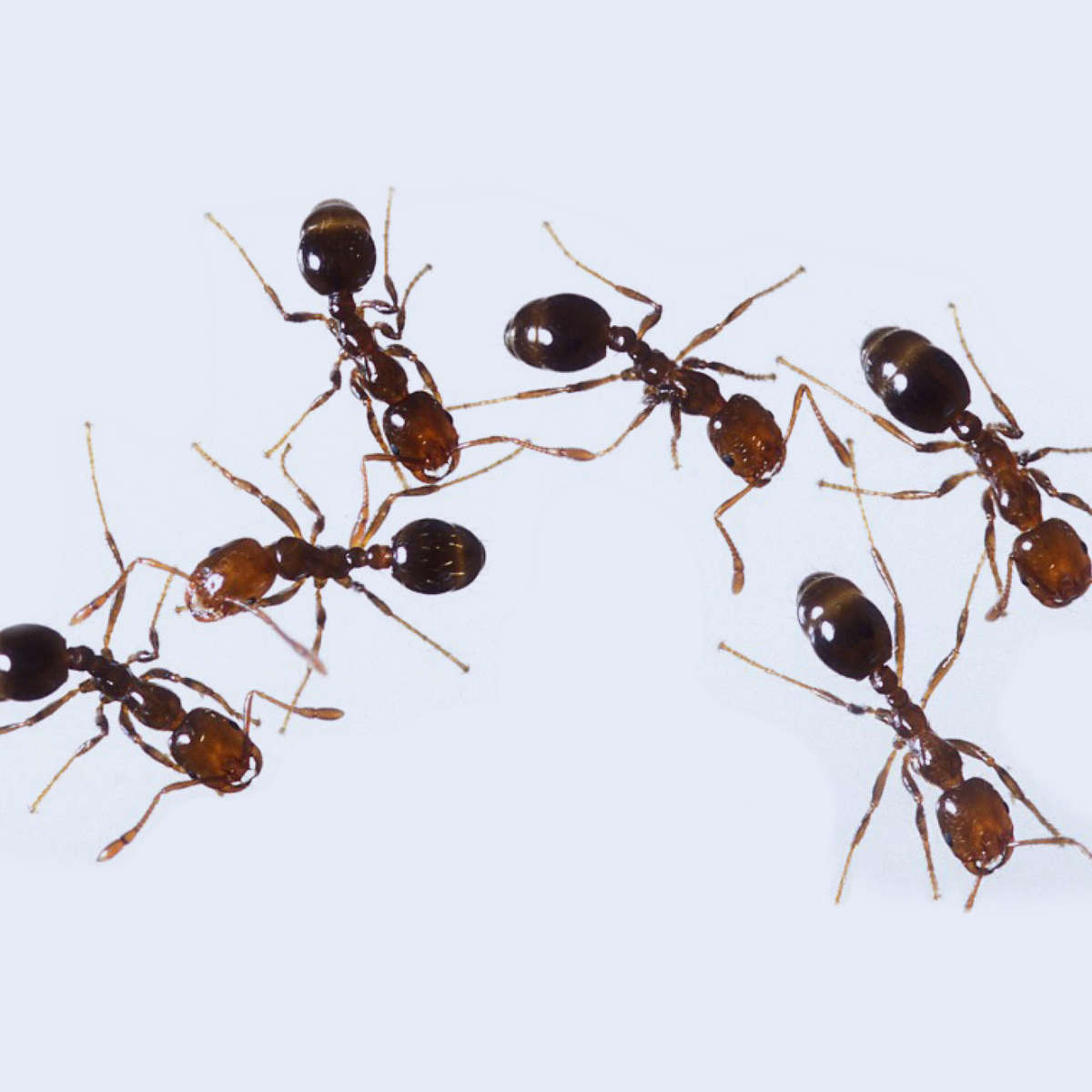 Fire ants