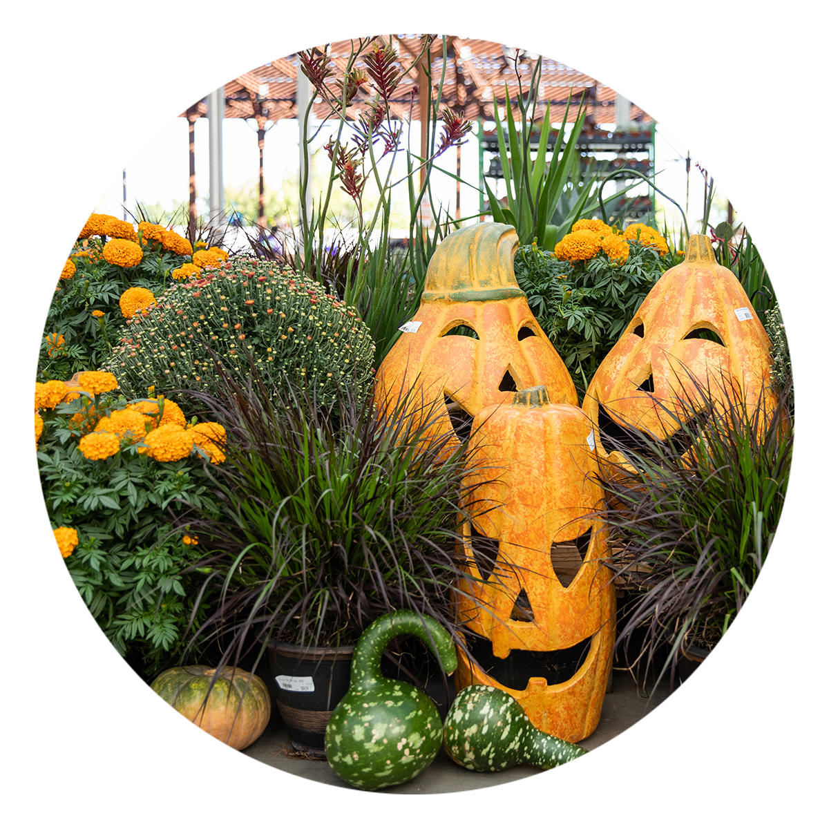 Ceramic Pumpkins With Plants