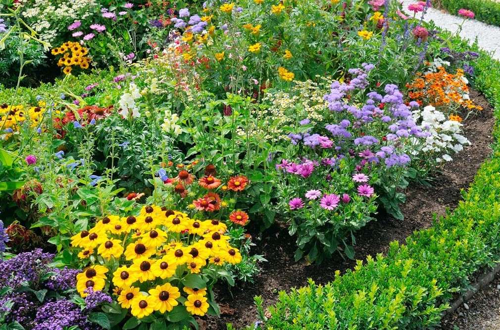 Beautiful, blooming perennial garden