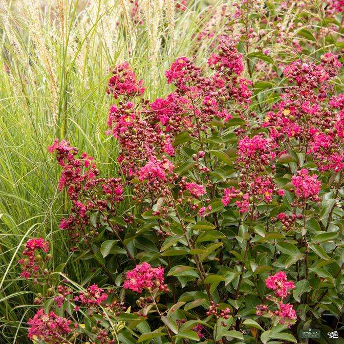 Crape Myrtle Petite Red Imp