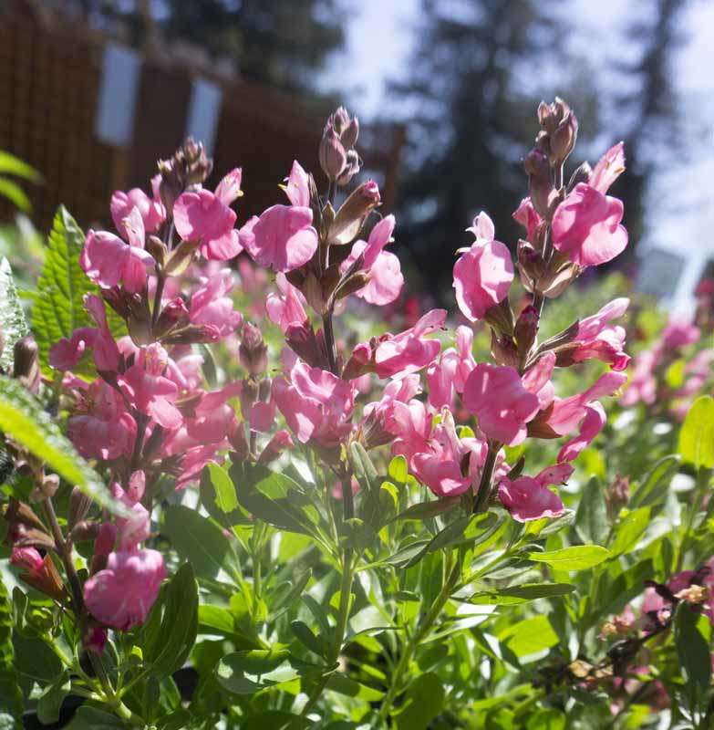 Autumn Sage Autumn Sage
