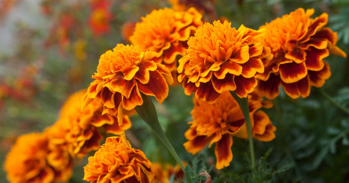 Marigolds 