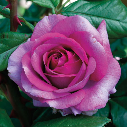 Perfume Factory Hybrid Tea Rose Perfume Factory Hybrid Tea Rose