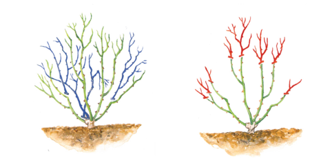 Diagram of  Hybrid Tea, Grandiflora and Floribunda Pruning Cuts for Roses