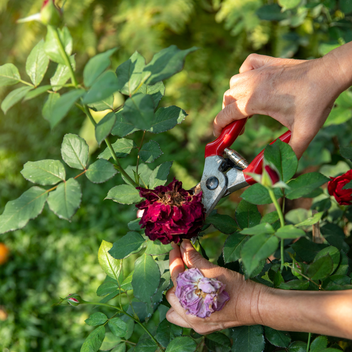 Pruning Roses