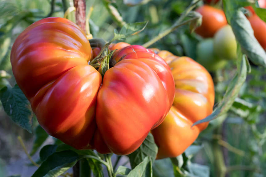 Tomato Goliath