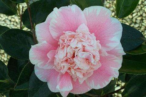 Pink and white ruffled flower of Camellia japonica up close
