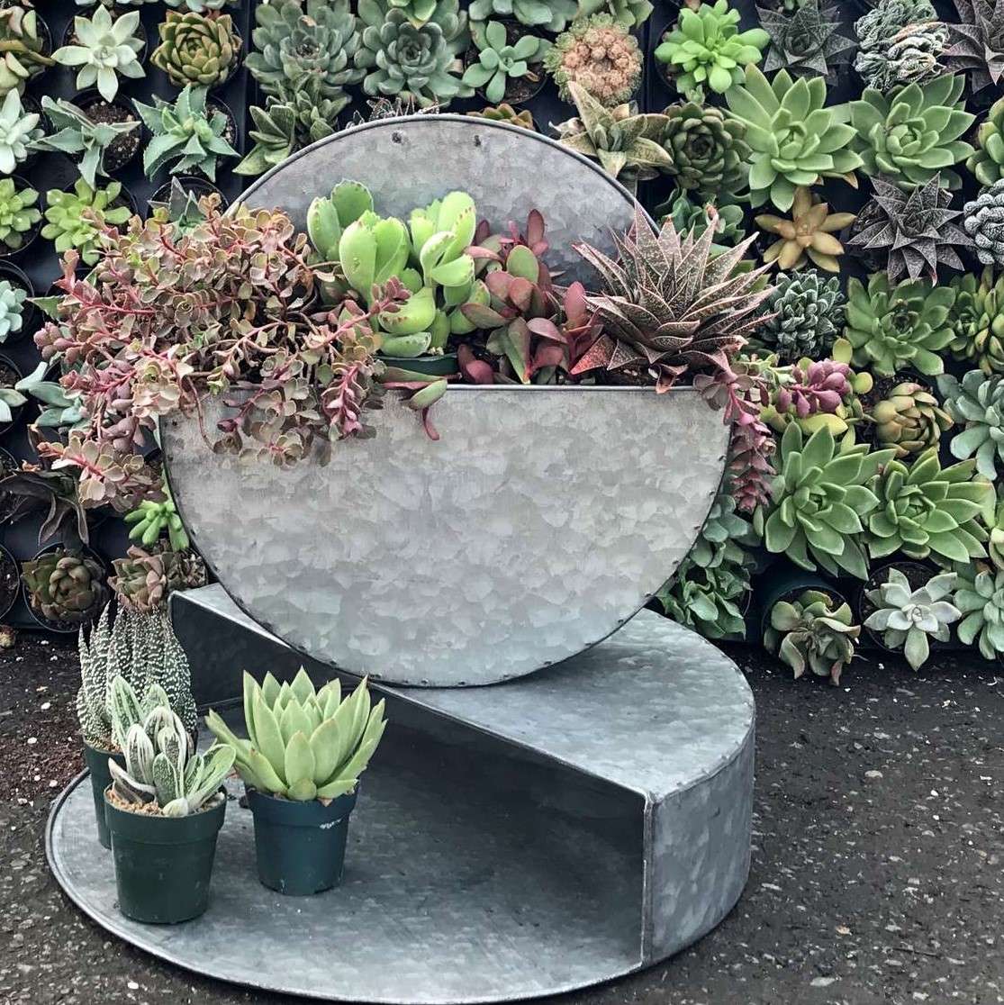 Succulents planted in a wall hanging