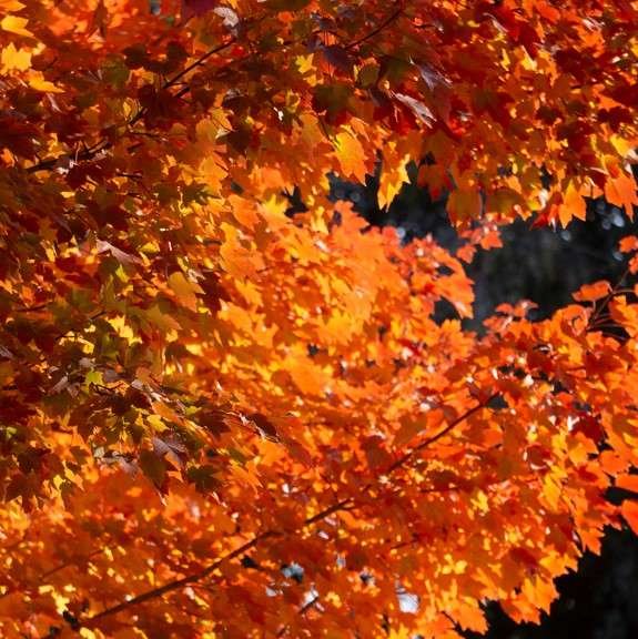 Red Maple 'October Glory'