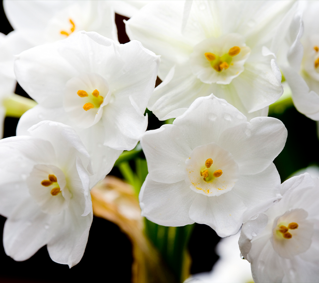 Paperwhites in full bloom, with little yellow stamens