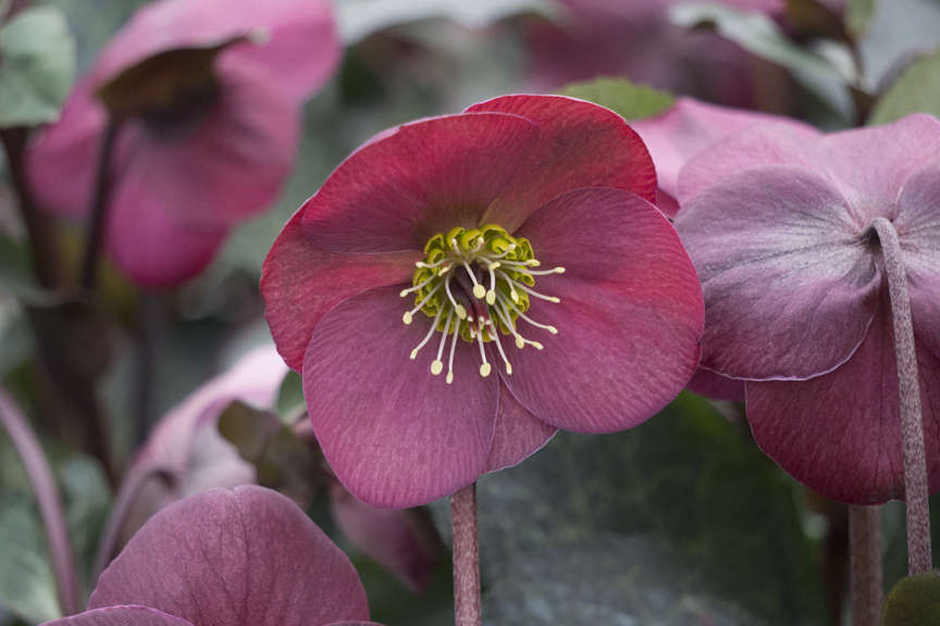 Lenten Rose Lenten Rose
