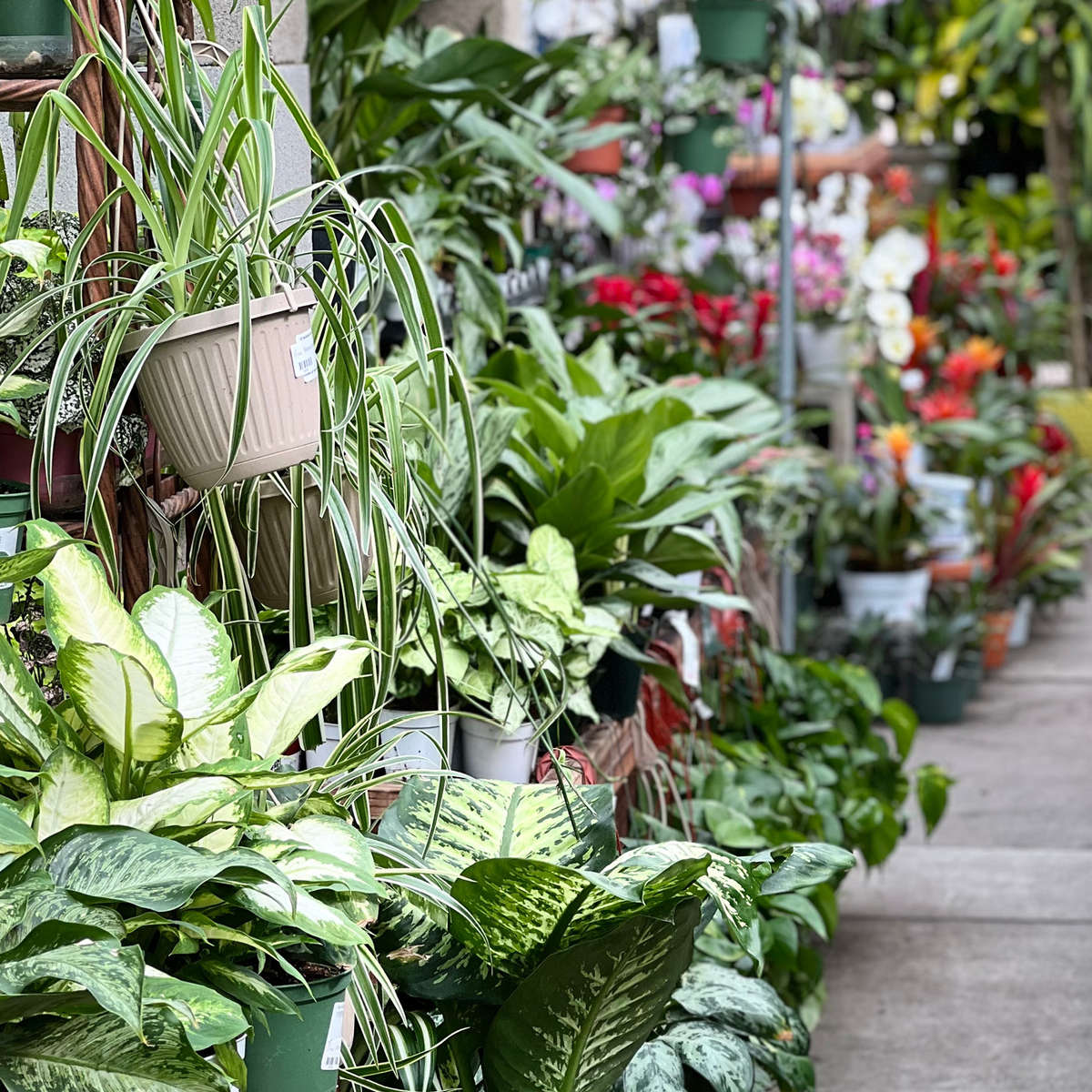 Houseplant department at the nursery