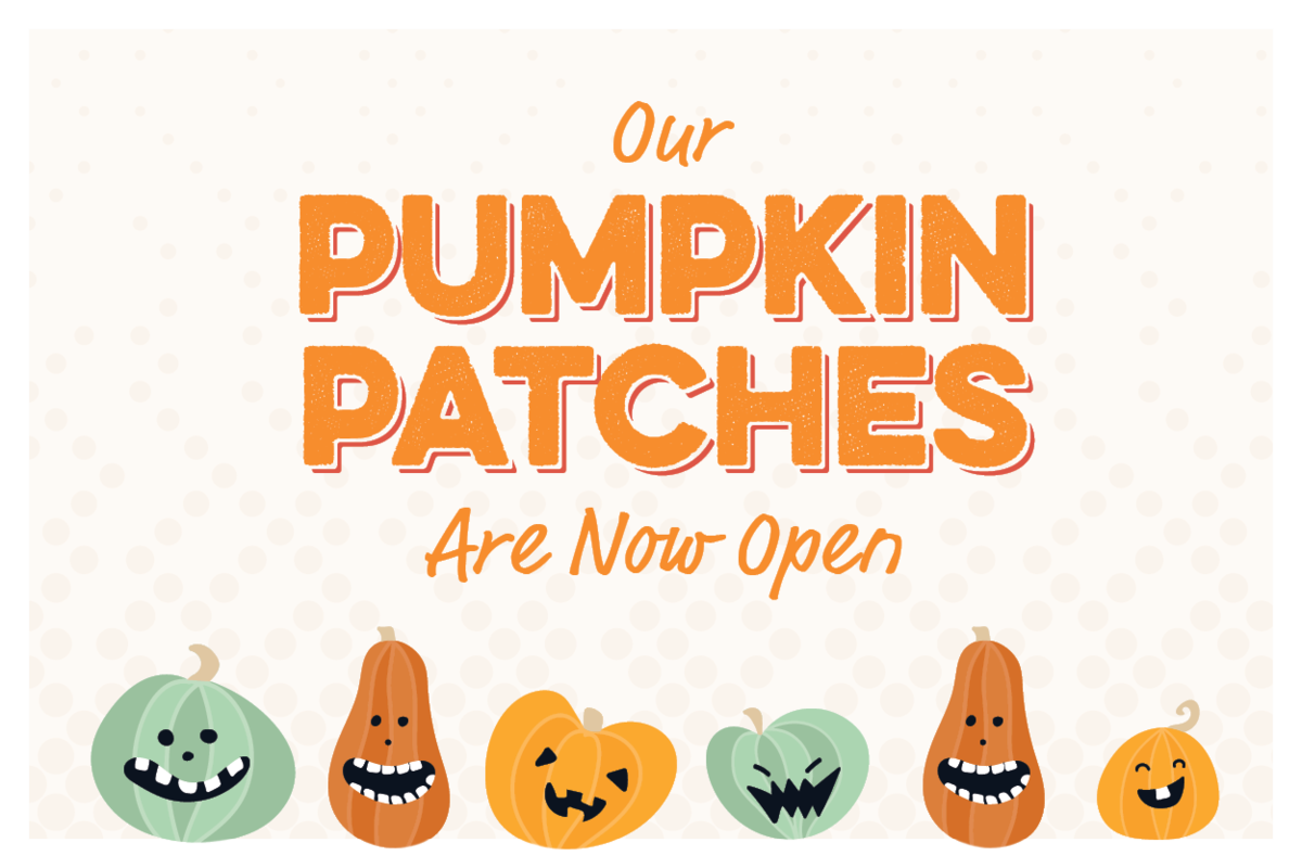 Our Pumpkin Patches Are Now Open