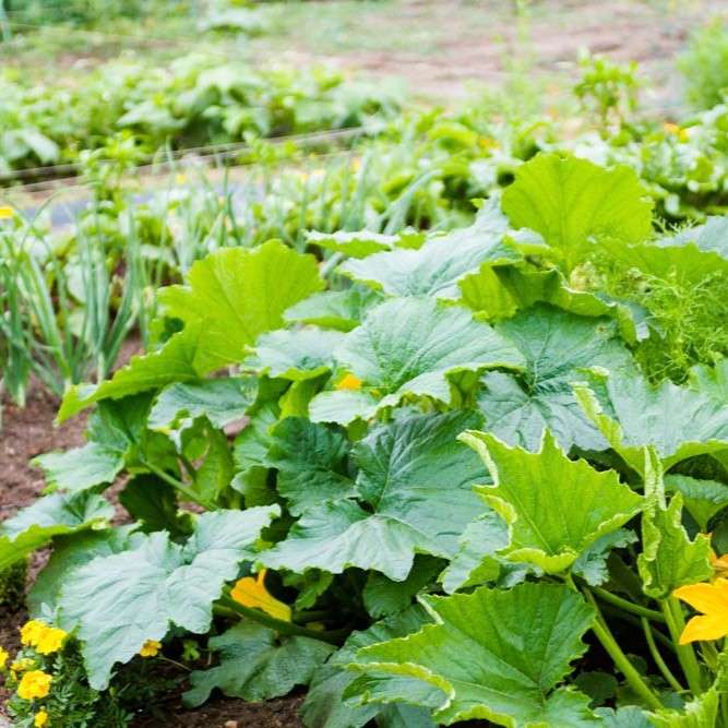 veggie garden with squash plant