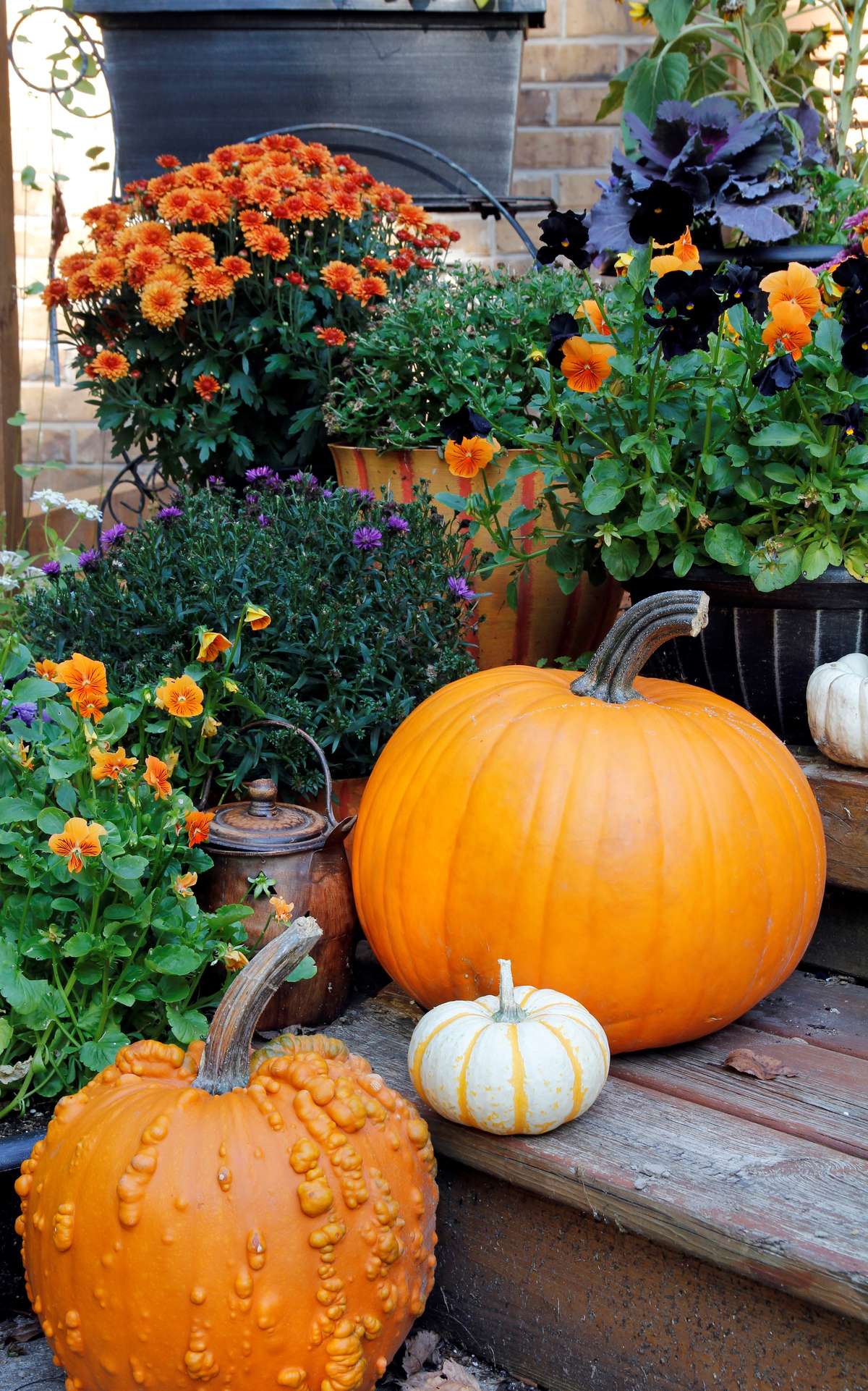 Pansies, Mums and Pumpkins on Front Steps