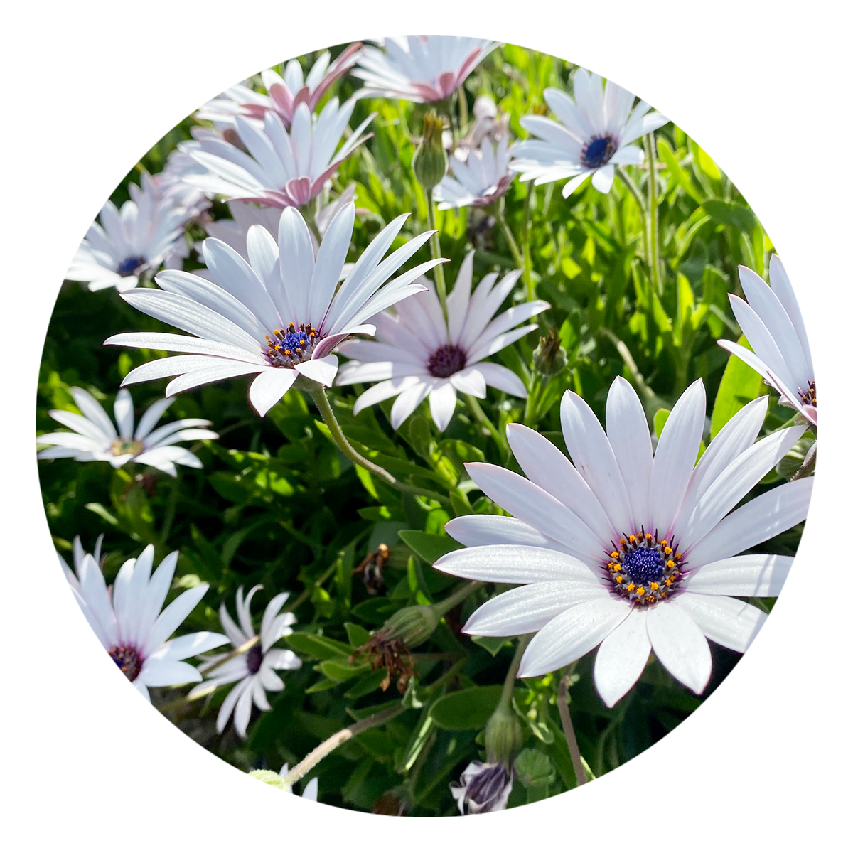 View Here: African Daisy 