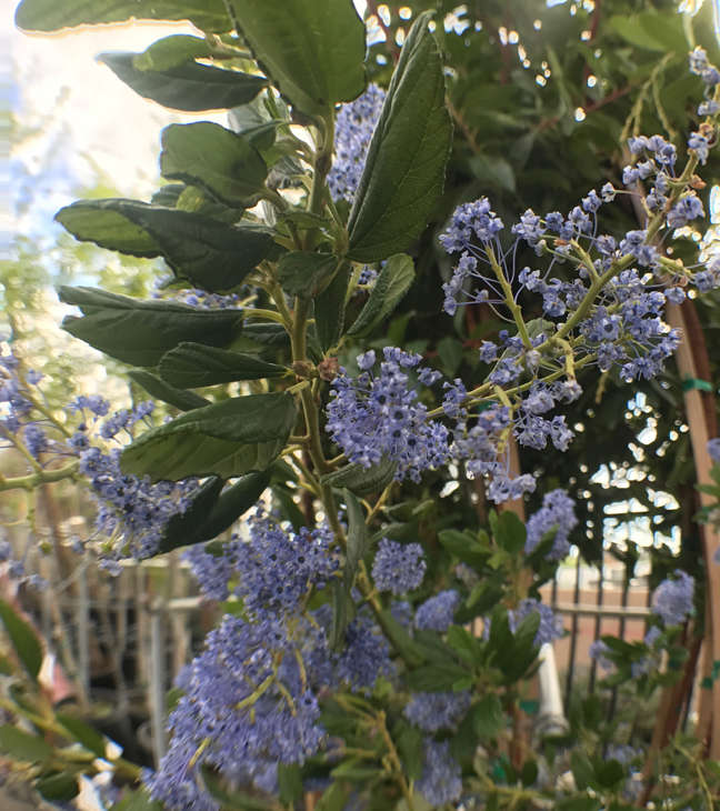 Wild Lilac Ray Hartman