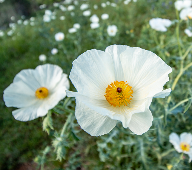 Matilija Poppy in full bloom 