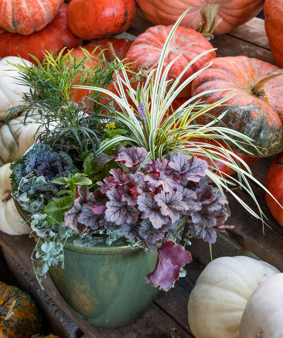 Green pot filled with dhade plants